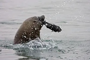 Cannibalism: Cape Fur Seal - bull eating a seal pup