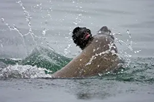 Cannibalism: Cape Fur Seal - bull eating a seal pup