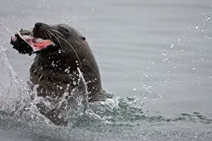 Cannibalism: Cape Fur Seal - bull eating a seal pup