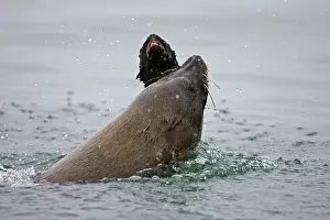 Cannibalism: Cape Fur Seal - bull eating a seal pup
