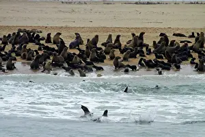 Skeleton: Cape Fur Seal colony (Arctocephalus pusillus)