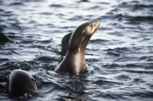 Ralf Kiefner: CAPE FUR SEAL - head above water