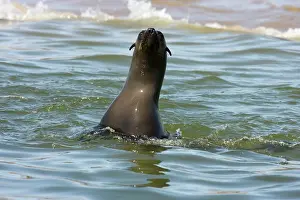 Inquisitive: Cape Fur Seal - inquisitive seal extending out of water