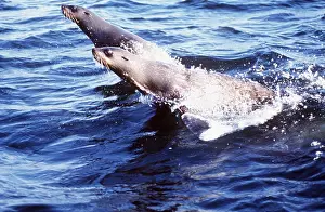 Ralf Kiefner: CAPE FUR SEAL - Leaping, favourite food of Great