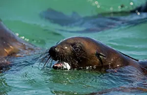 Karl Terblanche: Cape Fur Seal - with a piece of plastic bag in its mouth