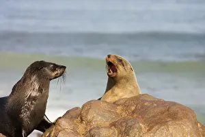 Quarrelling: Cape Fur Seal - quarrelling over who is going to