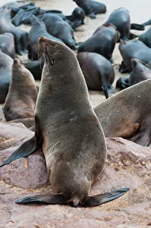 Kaokoland: Cape Fur seals (Arctocephalus pusillus)