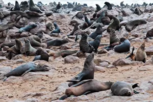 Kaokoland: Cape Fur seals (Arctocephalus pusillus)