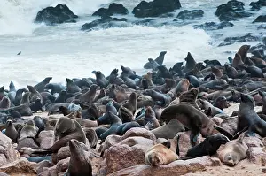 Kaokoland: Cape Fur seals (Arctocephalus pusillus)