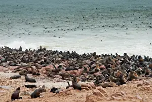 Kaokoland: Cape Fur seals (Arctocephalus pusillus)