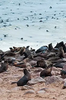 Kaokoland: Cape Fur seals (Arctocephalus pusillus)