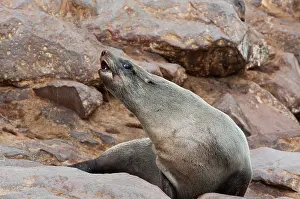 Kaokoland: Cape Fur seals (Arctocephalus pusillus)
