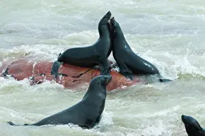 Kaokoland: Cape Fur seals (Arctocephalus pusillus)