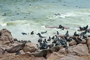 Kaokoland: Cape Fur seals (Arctocephalus pusillus)