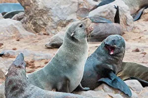 Kaokoland: Cape Fur seals (Arctocephalus pusillus)