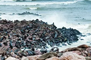 Kaokoland: Cape Fur seals (Arctocephalus pusillus)