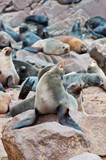 Kaokoland: Cape Fur seals (Arctocephalus pusillus)