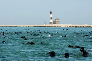 Karl Terblanche: Cape Fur Seals - colony in the water and on the