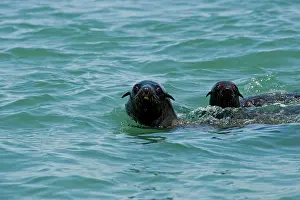 Karl Terblanche: Cape Fur Seals - with heads above the water