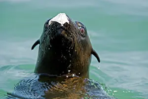 Karl Terblanche: Cape Fur Seals - with a piece of plastic bag on its nose