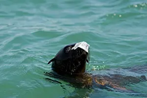 Karl Terblanche: Cape Fur Seals - with a piece of plastic bag on its nose