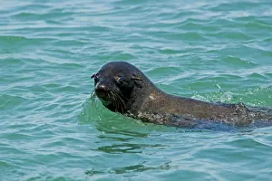 Karl Terblanche: Cape Fur Seals - portrait of head and shoulders