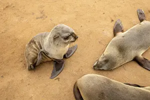 Seals: Cape fur seals resting on the sandy beach at Cape Cross Nature Reserve