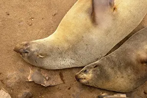 Seals: Cape fur seals resting on the sandy beach at Cape Cross Nature Reserve