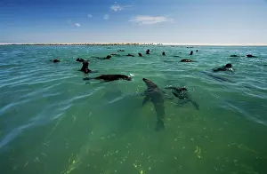 Karl Terblanche: Cape Fur Seals - seal colony shown with members