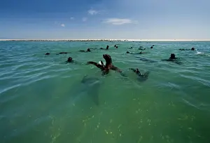 Karl Terblanche: Cape Fur Seals - seal colony shown with members