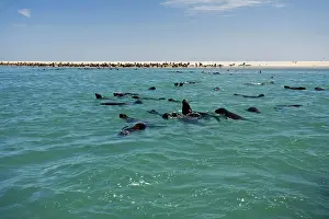 Karl Terblanche: Cape Fur Seals - seal colony shown with members