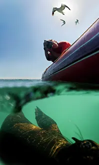 Photographers: Cape Fur Seals - split level view of a Photographer