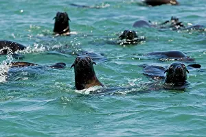 Karl Terblanche: Cape Fur Seals - in the water