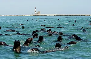 Karl Terblanche: Cape Fur Seals - in the water near Pelican Point