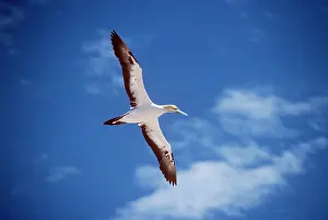Maureen Brown: CAPE GANNET