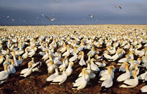 Ingrid Van Den Berg: Cape GANNET - breeding colony