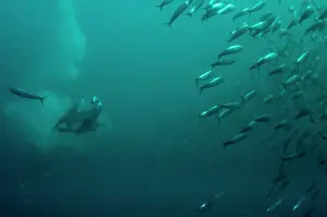Baitball: Cape Gannet catching fish after diving into baitball