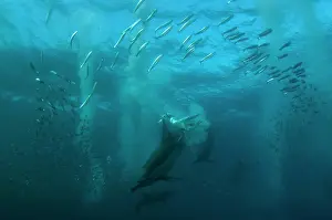 Transkei: Cape Gannet catching fish after diving in to baitball