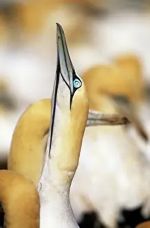 Ingrid Van Den Berg: Cape Gannet - displaying
