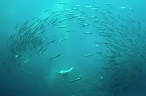 Baitball: Cape Gannet diving into baitball (school of small