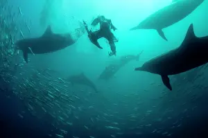 Transkei: Cape Gannet diving in to baitball (school of small