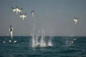 Port: Cape Gannet - diving - Port St Johns, Wild Coast