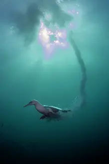 Johns: Cape Gannet - Endangered - with plumes from diving
