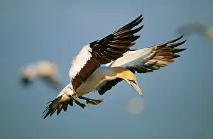 Ingrid Van Den Berg: Cape GANNET - in flight