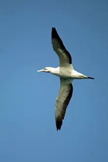 Johns: Cape Gannet in flight