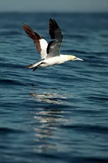 Johns: Cape Gannet flying close to water