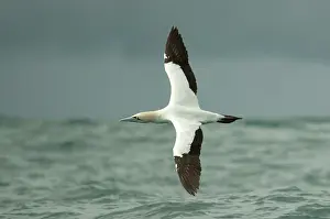 Port: Cape Gannet - flying - Port St Johns, Wild Coast
