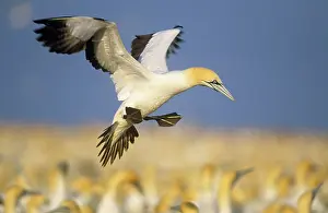 Ingrid Van Den Berg: Cape Gannet - landing amongst colony