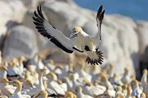 Capensis: Cape Gannet (Morus capensis), adult flying, approach