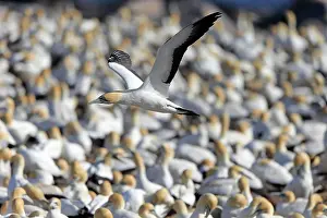 Capensis: Cape Gannet (Morus capensis), adult flying, flight